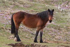 306   Alpi Apuane
