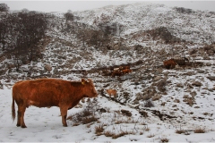 336   Alpi Apuane