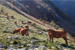 338   Alpi Apuane