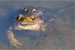 348.I-   Alpi Apuane rospi-dei-laghetti