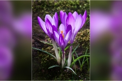 422.Le  Alpi Apuane  I-crochi-del-Matanna