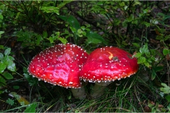440.  Le  Alpi -Apuane Amanita-Muscaria