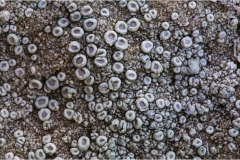 444  Le  Alpi Apuane