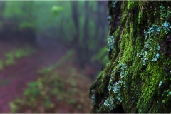 528  Le Alpi Apuane. Nella nebbia