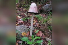 552.  Le Alpi Apuane -Coprino