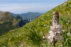 563.  Le Alpi Apuane- Asfodeli