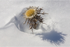570.  Le Alpi Apuane - Resti-di-un-cardo