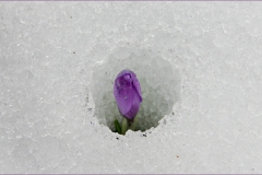 572.  Le Alpi Apuane - Crocus