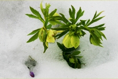 574.  Le Alpi Apuane - Elleboro