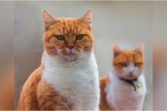 796  Le  Alpi Apuane-Colonnata : Il Paese