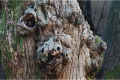 806  Le  Alpi Apuane-.Colonnata: Presenze