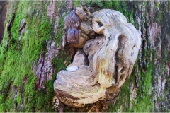 807  Le  Alpi Apuane-Colonnata-sent.-n°-38