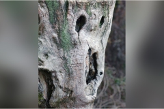 809  Le  Alpi Apuane-Colonnata-sent.-n°-38