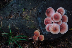 858  Alpi Apuane  -Valle di vinca