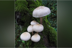 859 Alpi Apuane -Valle di vinca