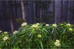 1_32   Appennino dal S. Pellegrino al Lago Santo