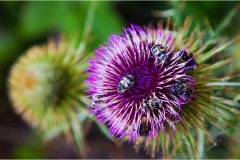 1_34   Appennino dal S. Pellegrino al Lago Santo