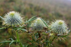 36   Appennino dal S. Pellegrino al Lago Santo