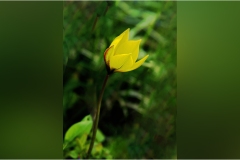 078 - Appennino -Dal Passo di Cirone al passo del Cerreto - Tulipano-botanico