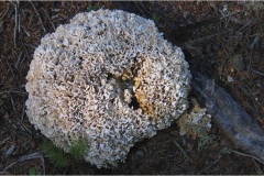 170 Appennino -Dalla  Focerella al Passo delle Radici-