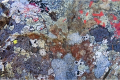 172- Appennino -Dalla  Focerella al Passo delle RadiciLicheni