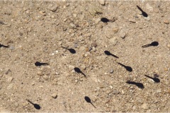 180 Appennino -Dalla  Focerella al Passo delle Radici--Girini-nel-Lago