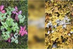 1_26 - Appennino: Dal Passo di Cirone al Cerreto