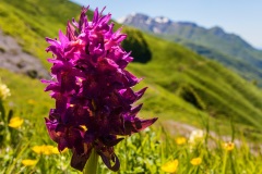 1_35 - Appennino: Dal Passo di Cirone al Cerreto