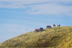 1_46 Appennino: Dal Passo di Cirone al Cerreto- 