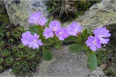 206.P   Appennino- Dalla Focerella al Passo delle  Radici- Primula-Apennina