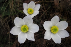 208-  -Appennino dalla  Focerella al Passo delle RadiciAnemoni
