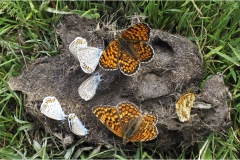 21  Appennino: Dal Passo di Cirone al Cerreto