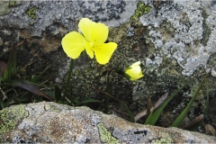213  -Appennino dalla  Focerella al Passo delle Radici