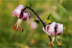215  -Appennino dalla  Focerella al Passo delle Radici