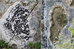 220-  -Appennino dalla  Focerella al Passo delle RadiciLicheni