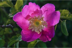 234  -Appennino dalla  Focerella al Passo delle Radici