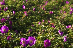 235  -Appennino dalla  Focerella al Passo delle Radici