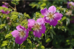 236  -Appennino dalla  Focerella al Passo delle Radici