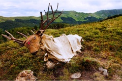238  -Appennino dalla  Focerella al Passo delle Radici