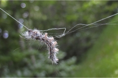 25  -Appennino: Dal Passo di Cirone al Cerreto
