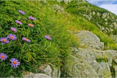 260  -Appennino dalla  Focerella al Passo delle Radici-Aster-dai-balzoni-del-Monte-Vecchio