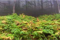262-  -Appennino dalla  Focerella al Passo delle Radici Nebbia-e-felci