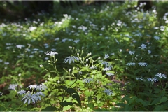 263  -Appennino dalla  Focerella al Passo delle Radici
