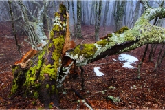 27- Appennino-Monte tondo-dopo la tempesta