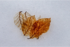 292-Appennino dalla  Focerella al Passo delle Radici-