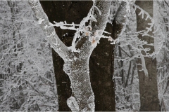 294--Appennino dalla  Focerella al Passo delle Radici-