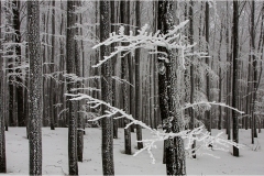294--Appennino dalla  Focerella al Passo delle Radici