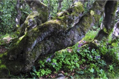 34-- Appennino - Dal Monte tondo alla Focerella - Sottobosco