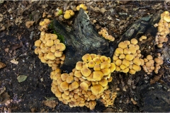 386-Appennino dalla  Focerella al Passo delle Radici