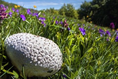 41 - Appennino: Dal Passo di Cirone al Cerreto